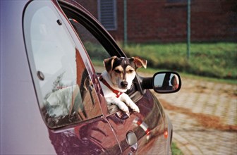 Jack Russell Terrier looks out car window