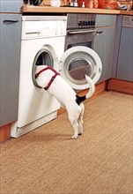 Jack Russell looks into washing machine