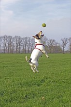 Jack Russell jumps in the air