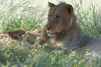 Lion (Panthera leo vernayi)