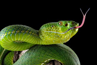 Pope's Pitviper (Trimeresurus popeiorum) female