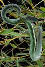 Pope's Pitviper (Trimeresurus popeiorum) male