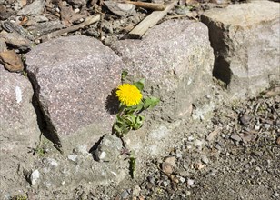 Flower of Dandelion (Taraxacum) in a crack in a wall on the curb