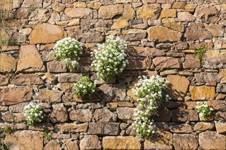 Alpine goosefoot (Arabis alpina) grows in a crack in the wall