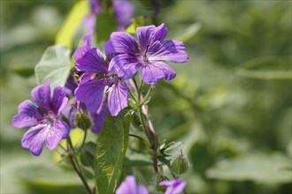 Cranesbill (Geranium) purple flowers