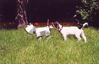 Jack Russell Terrier breaks sniffing robot dog