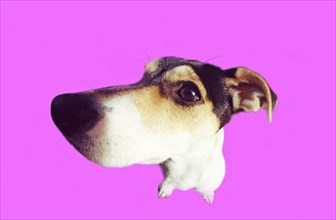 Jack Russell Terrier Portrait