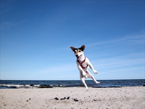 Jack Russell Terrier on the beach