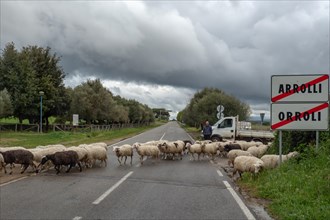 Sheep crossing the road