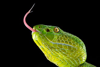 Pope's Pitviper (Trimeresurus popeiorum) female