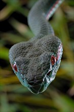 Pope's Pitviper (Trimeresurus popeiorum) male