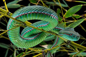 Pope's Pitviper (Trimeresurus popeiorum) male