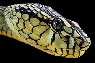 Sumatran Pitviper (Trimeresurus sumatranus) Captive