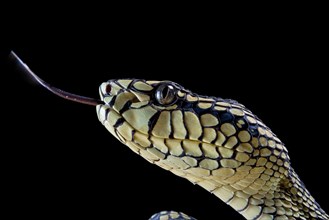 Sumatran Pitviper (Trimeresurus sumatranus) Captive