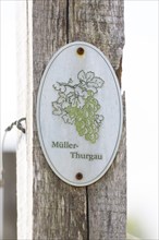 Sign for wine variety Mueller-Thurgau