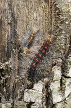 Caterpillars of the sponge moth