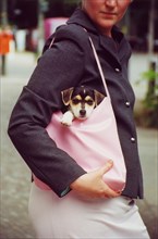 Jack Russell dog puppy sitting in his handbag