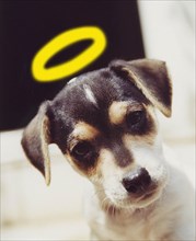 Jack Russell with halo
