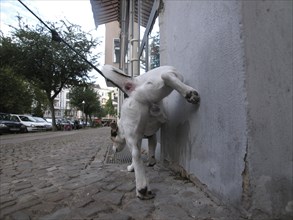 Jack Russell Terrier marks his territory