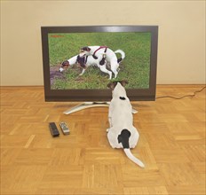 Jack Russell Terrier watches TV