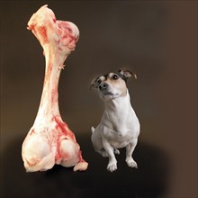 Jack Russell Terrie with big bone