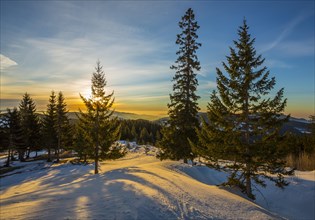 Snow-covered alp at sunrise with Spruces trees (Picea)