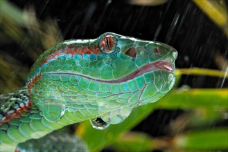 Pope's Pitviper (Trimeresurus popeiorum) male