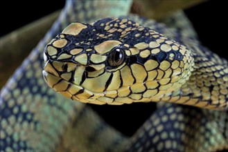 Sumatran Pitviper (Trimeresurus sumatranus) Captive