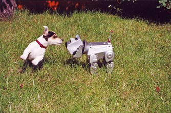 Jack Russell Terrier plays with robot dog