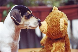 Jack Russell Terrier sniffs Teddy