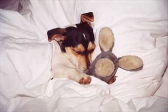 Jack Russell Terrier sleeps in bed with stuffed animal