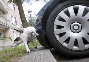 Jack Russell Terrier marks his territory