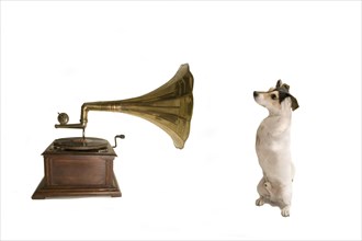 Jack Russell with gramophone