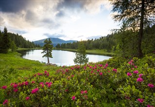 Flowering alpine roses (Rhododendron hirsutum) with lake and trees