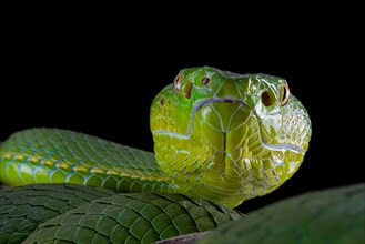 Pope's Pitviper (Trimeresurus popeiorum) female