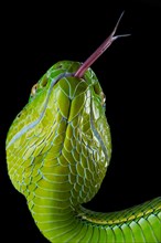 Pope's Pitviper (Trimeresurus popeiorum) female