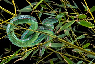 Pope's Pitviper (Trimeresurus popeiorum) male