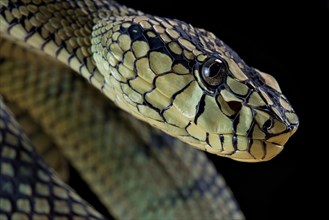 Sumatran Pitviper (Trimeresurus sumatranus) Captive