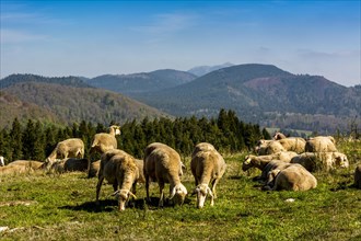 Pastoralism in the regional natural park of Auvergne volcanoes
