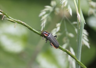 Soldier beetle (Cantharis fusca) on stalk