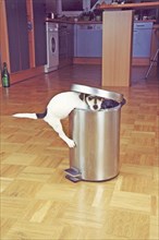 Jack Russell Terrier tries to raid the trash can