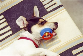 Jack Russell Terrier with pacifier