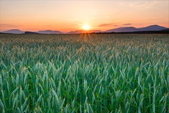 Green grain field at sunset