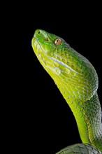 Pope's Pitviper (Trimeresurus popeiorum) female