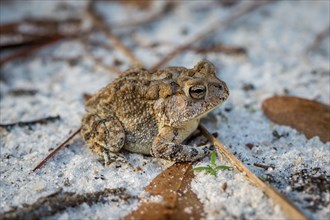 Oak toad (Anaxyrus Quercicus) sitting on sandy forest floor