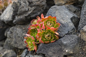Thick leafed plant (Aeonium) with red leaves between stones in a lava field