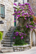 Flowering shrub (Bougainvillea) in the old town