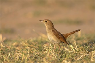 Nightingale (Luscinia megarhynchos) stands in the grass
