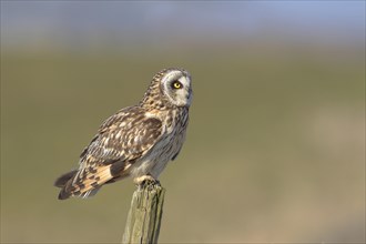 Short-eared owl (Asio flammeus) sitting on fence post