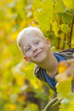 Boy looks through a row of vines